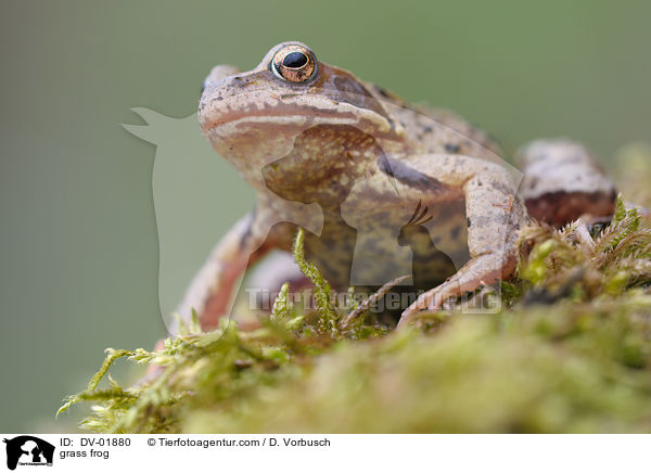 grass frog / DV-01880