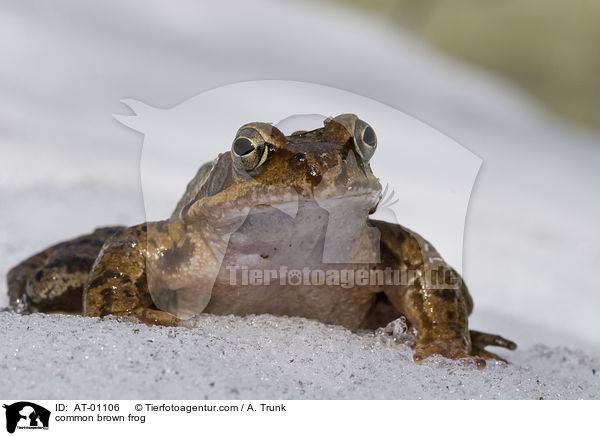 common brown frog / AT-01106