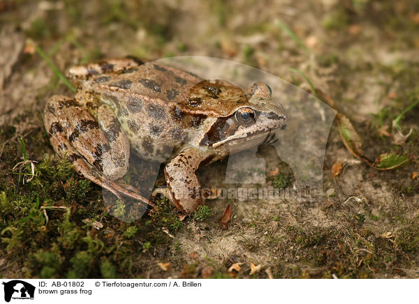 brown grass frog / AB-01802