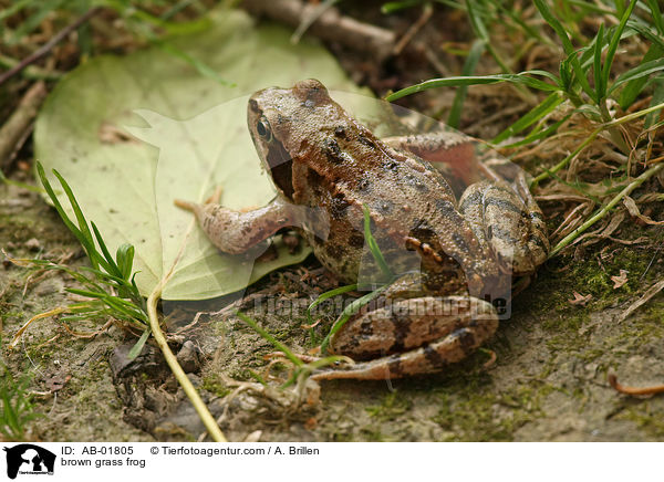 brown grass frog / AB-01805