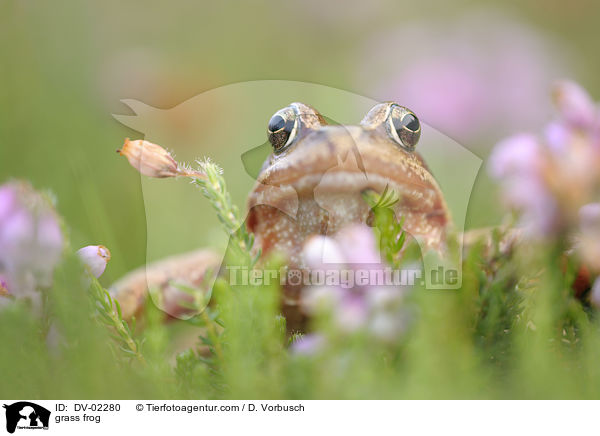 grass frog / DV-02280