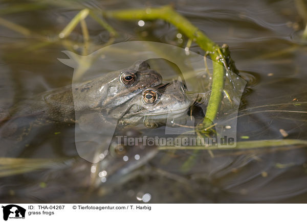 grass frogs / THA-04267