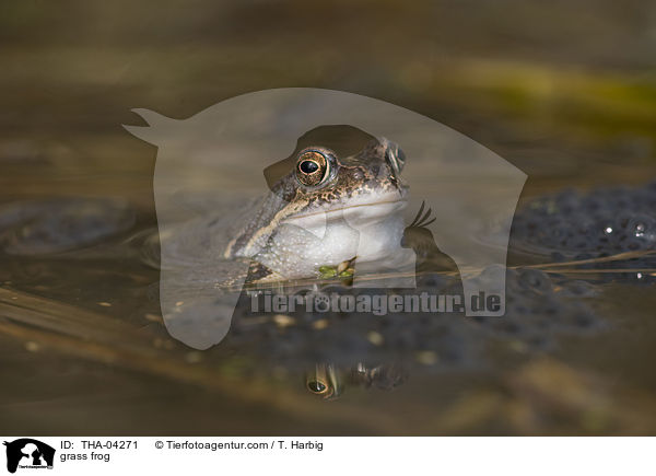 grass frog / THA-04271