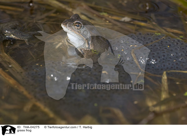 grass frog / THA-04275