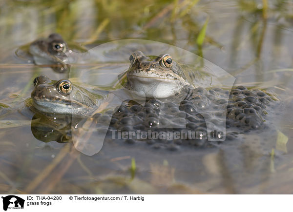 grass frogs / THA-04280