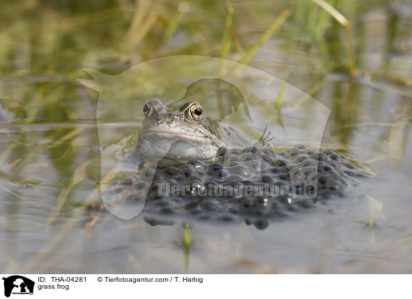 grass frog / THA-04281