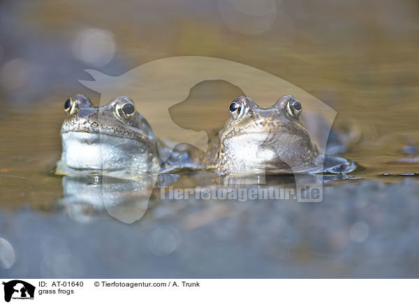 grass frogs / AT-01640