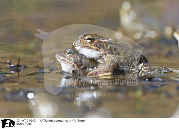grass frogs / AT-01643