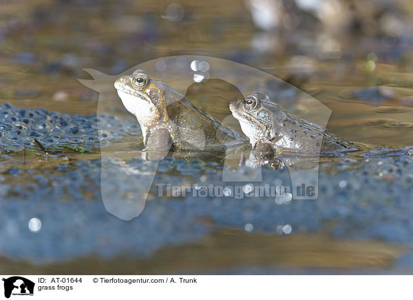 grass frogs / AT-01644