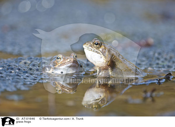 grass frogs / AT-01646