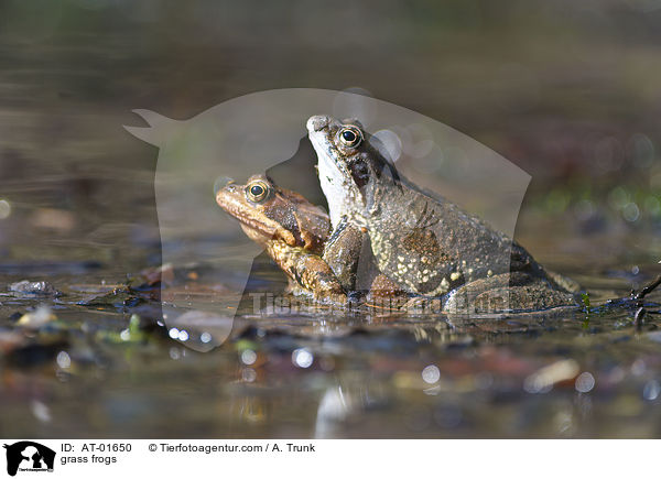 grass frogs / AT-01650