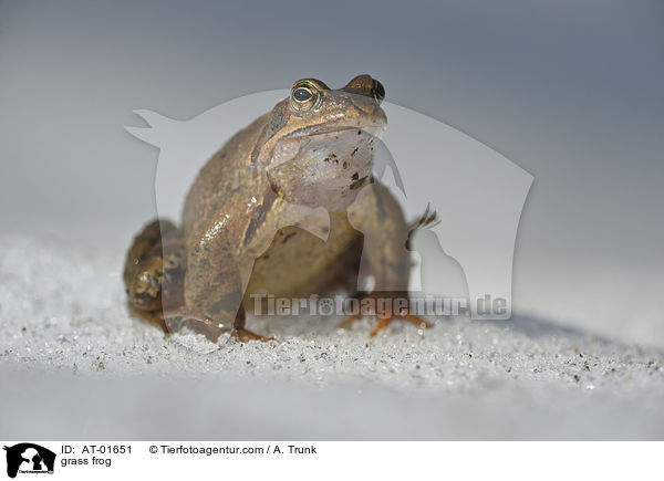 grass frog / AT-01651
