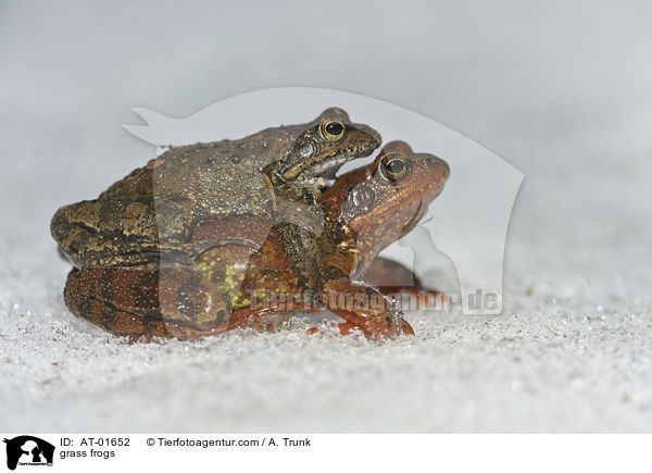 grass frogs / AT-01652