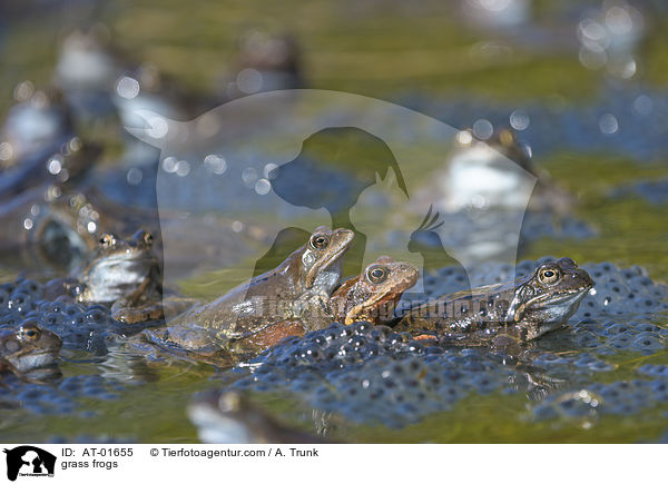 grass frogs / AT-01655