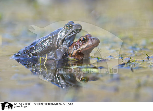 grass frogs / AT-01658