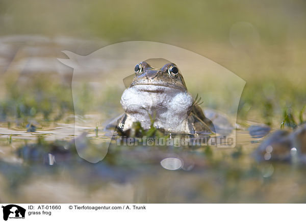 grass frog / AT-01660