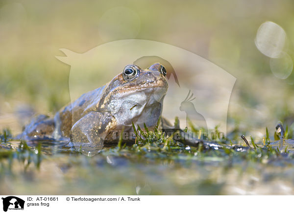grass frog / AT-01661