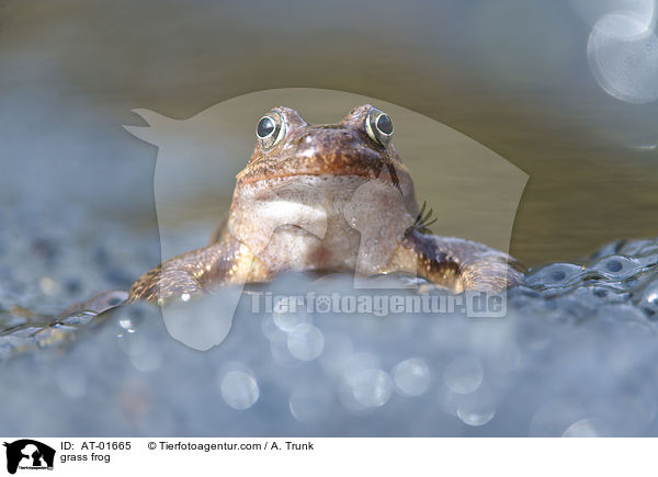 grass frog / AT-01665