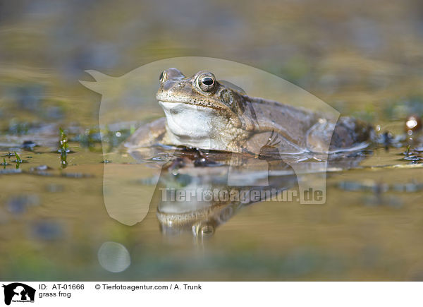 grass frog / AT-01666