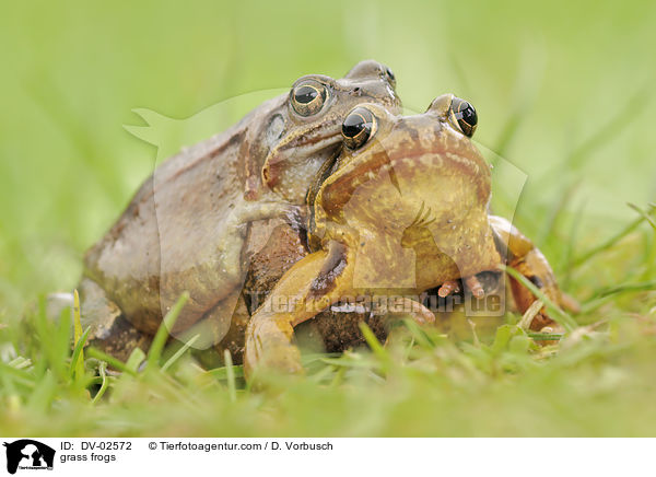 grass frogs / DV-02572