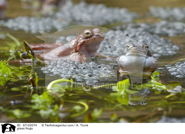 grass frogs / AT-02074