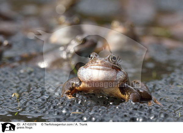 grass frogs / AT-02076