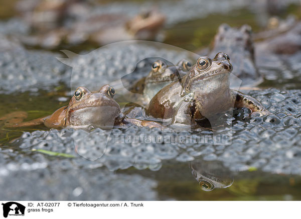 grass frogs / AT-02077