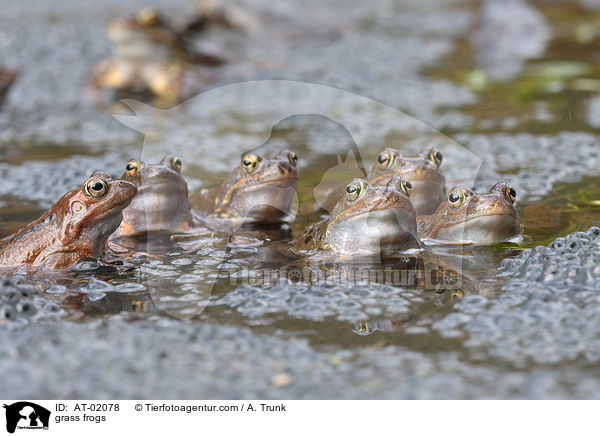 grass frogs / AT-02078