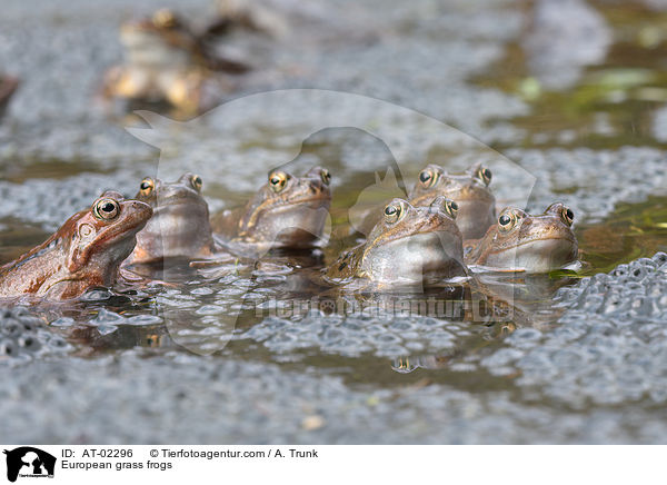 European grass frogs / AT-02296