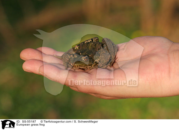 Grasfrosch / European grass frog / SS-55187