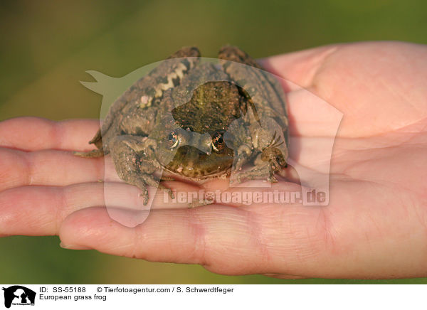 European grass frog / SS-55188