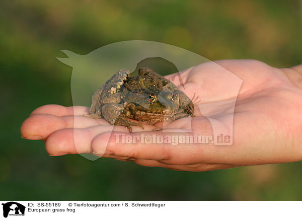 European grass frog / SS-55189
