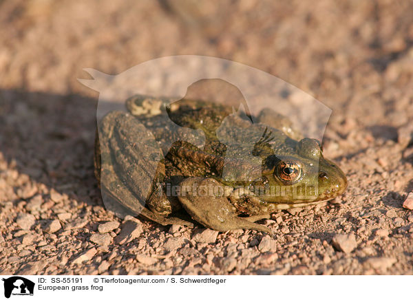 European grass frog / SS-55191
