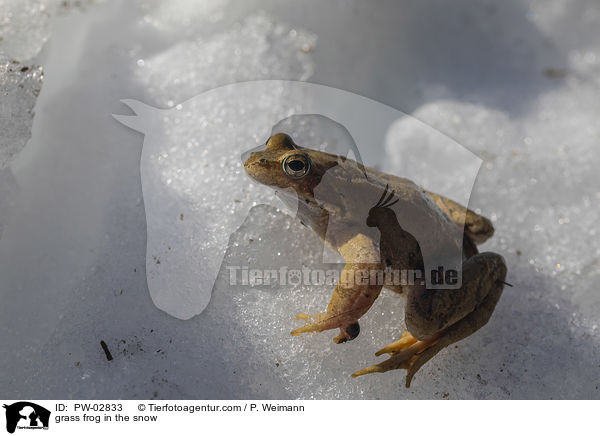 grass frog in the snow / PW-02833