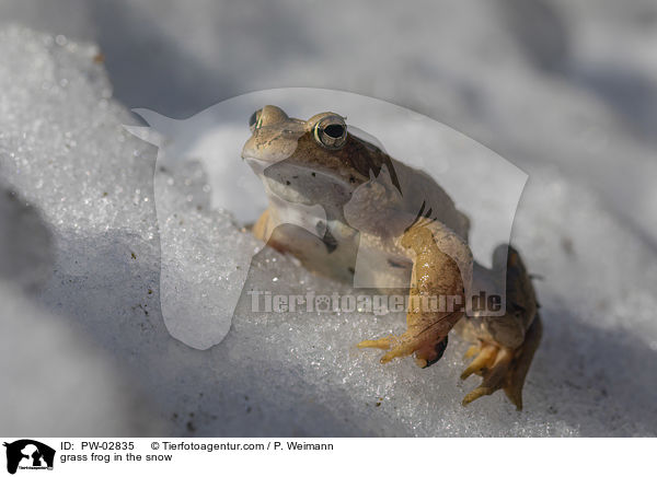 grass frog in the snow / PW-02835