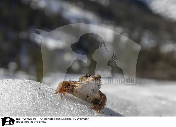 grass frog in the snow / PW-02836