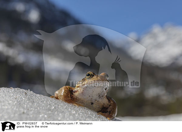 grass frog in the snow / PW-02837