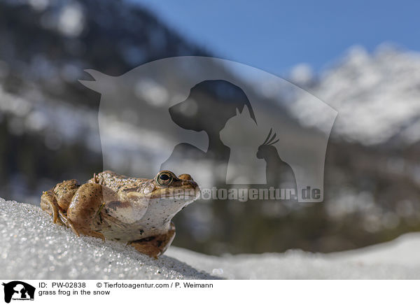 grass frog in the snow / PW-02838