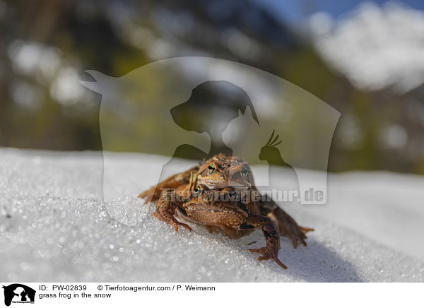 grass frog in the snow / PW-02839