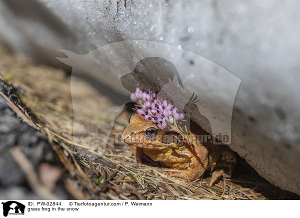grass frog in the snow / PW-02844