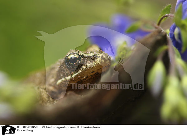Grass Frog / KB-01850