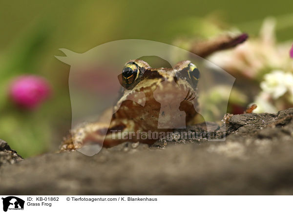 Grass Frog / KB-01862