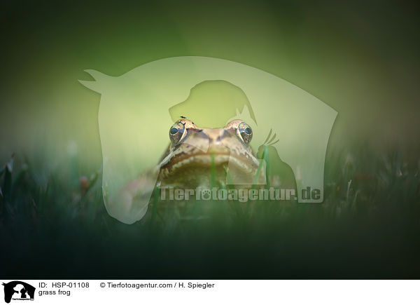 grass frog / HSP-01108