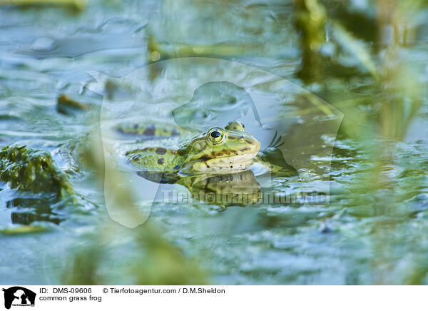 Grasfrosch / common grass frog / DMS-09606