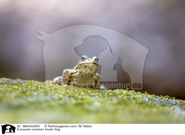 Grasfrosch / European common brown frog / MAH-02904