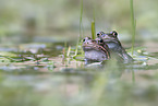common frogs