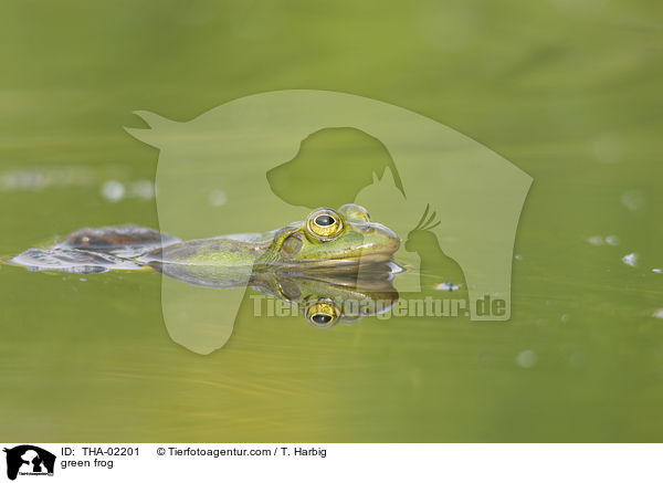 green frog / THA-02201