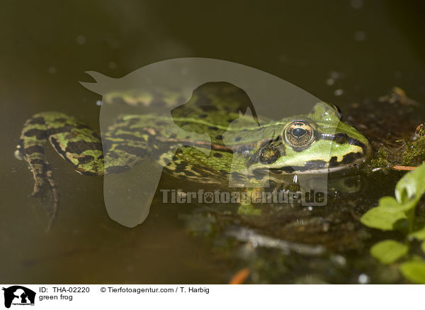 green frog / THA-02220