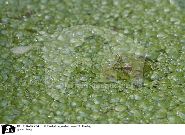 green frog / THA-02234