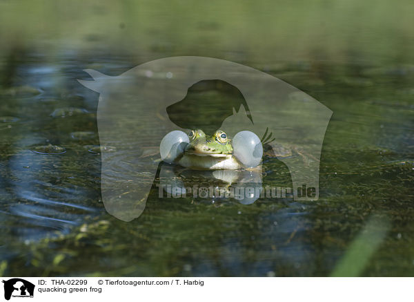 quacking green frog / THA-02299